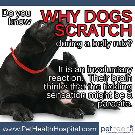 why do dogs scratch during a belly rub