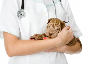 Allergic Dermatitis In Pets