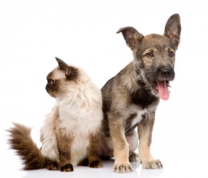 Spaying And Neutering In Pets