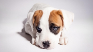 EAR INFECTIONS IN DOGS