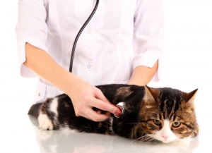 wellness care illness prevention veterinary medicine