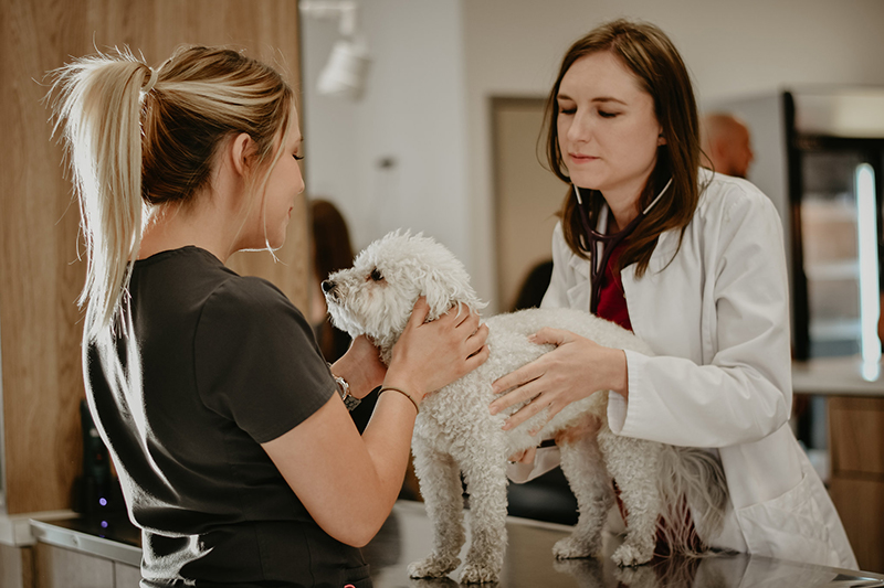 Pet Health Animal Hospital Checkup 8
