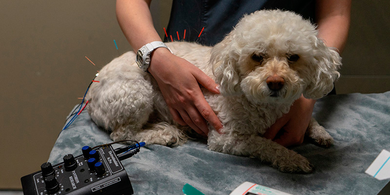 Acupuncture -Canine Rehabilitation3