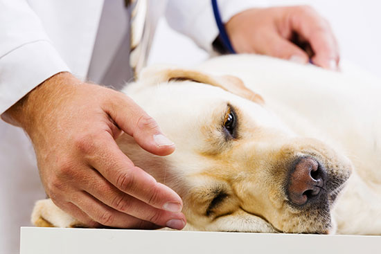 Signs of Cranial Cruciate Tears in Dogs